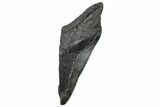 Partial Fossil Megalodon Tooth - South Carolina #296133-1